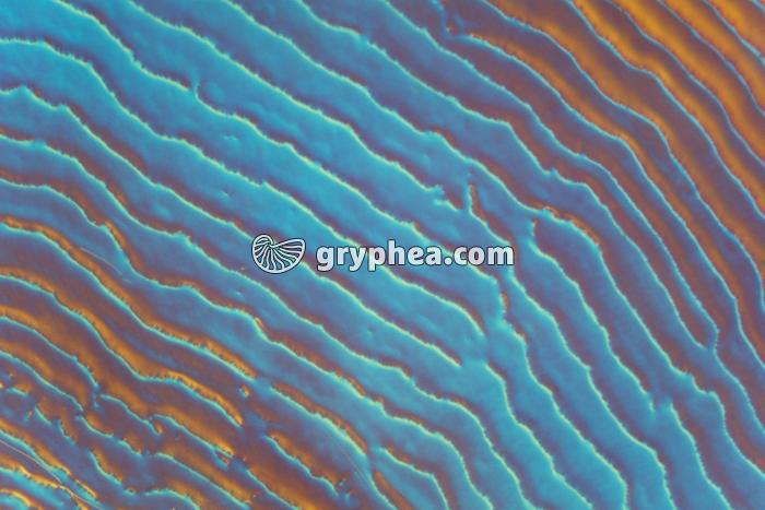 Ecaille de Carpe x15 - gryphea.org